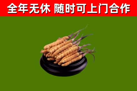 赛罕区回收散虫草