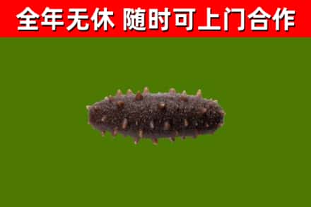赛罕区回收海参干